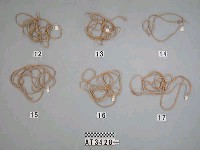 藏品(苧麻繩)的圖片